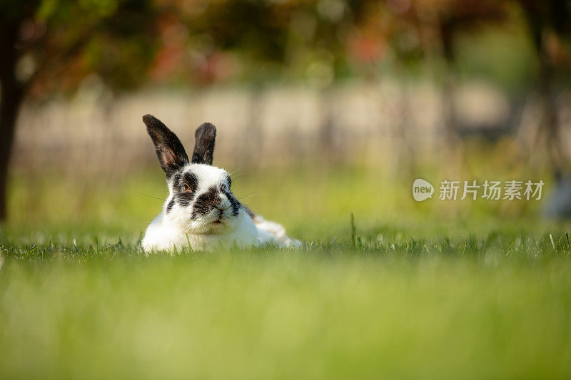 Black-white bunny is sitting on the grass.